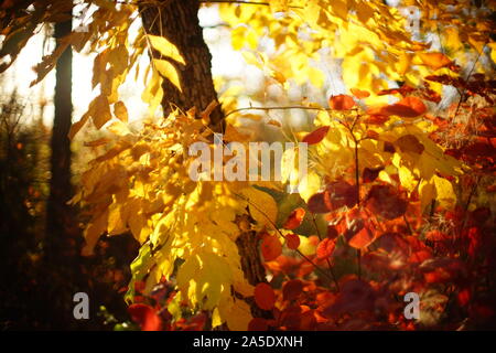 Red and golden leaves in autumn sunny forest. Stock Photo