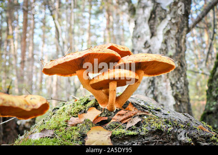 Poisonous mushrooms - false Honey Agarics (Hypholoma fasciculare) on the rotten trunk of a birch. The danger of ignorance Stock Photo