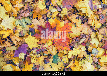Pair of bright fallen autumn maple leaves on the ground on background variety of other colorful leaves. Seasons, nostalgic mood Stock Photo
