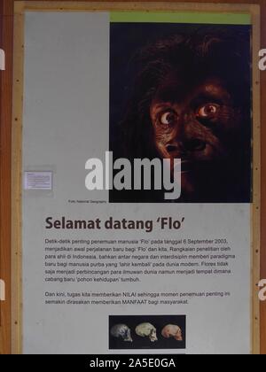 Poster with artist's impression of Flo,also known as the hobbit,Homo Floresiensis, an addition to the human family tree found in Liang Bua cave,Flores Stock Photo