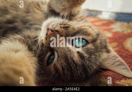 Close up self portrait of funny little kitten, beautiful blue eyes, playing with camera, paws outstretched. Adorable striped cat laying down on carpet Stock Photo