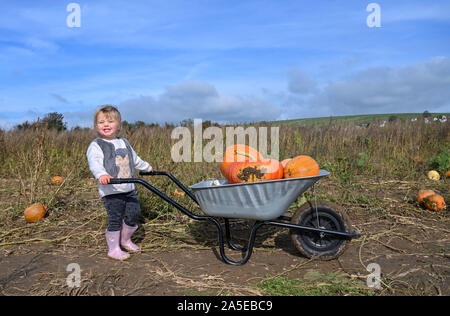 Worthing UK 20th October 2019 - Two and a half year old Izzy enjoys picking pumpkins at Sompting near Worthing in West Sussex on a lovely sunny but cool Autumnal day . Credit : Simon Dack / Alamy Live News Stock Photo