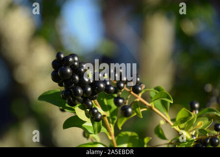 Ligustrum vulgare berries in autumn, black blue and glossy berries on a bush of the wild Privet or common privet in autumn sun Stock Photo