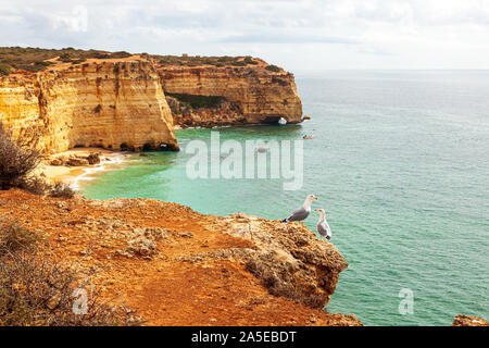 seagulls perched on clifftop above the atlantic ocean Two European herring gulls (Larus argentatus) Stock Photo
