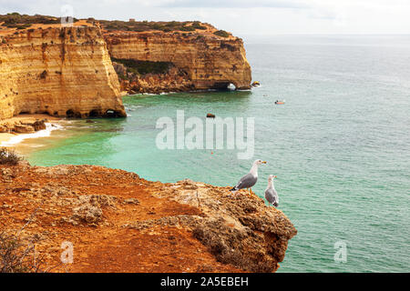 seagulls perched on clifftop above the atlantic ocean Two European herring gulls (Larus argentatus) Stock Photo