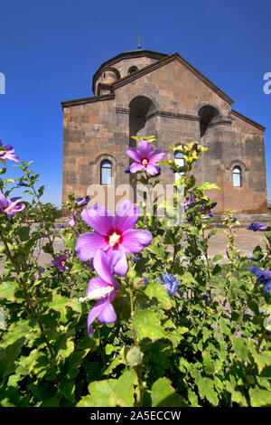 Armenia: Saint Hripsime Church with purple hibiscus flower remedies Stock Photo