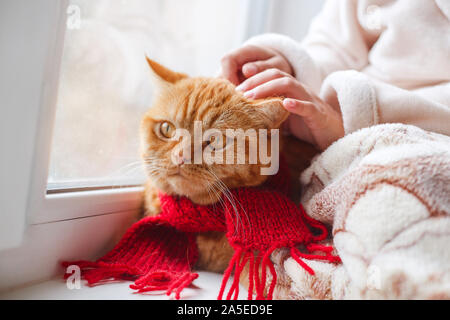 little girl stroking a ginger cat on the windowsill of the house Stock Photo