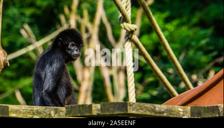 beautiful portrait of a black headed spider monkey, critically endangered animal specie from South america Stock Photo