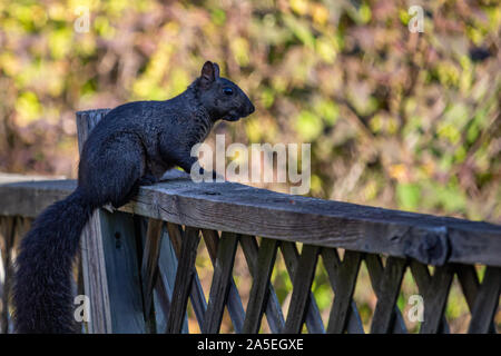 An eastern gray squirrel with the occasional melanistic coloring present in that species, shows its black fur as it sits perched on a fence in the sub Stock Photo