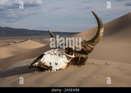 Bull skull in the sand desert at sunset Stock Photo