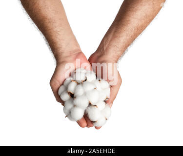 Man's hand holding cotton bolls on white background. Stock Photo