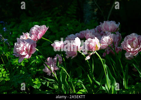 Tulip Angelique,double,double peony shaped,flowers,flower,flowering,double tulips,pink,blush pink,color,colour,colored,coloured,RM Floral Stock Photo