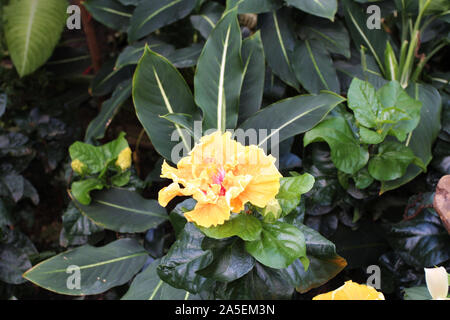 A yellow, double Hibiscus flower in full bloom Stock Photo