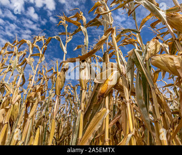 Unique view looking up at mature ear of corn hanging on cornstalk, husk open, exposing kernels on cob. Blue sky in background Stock Photo