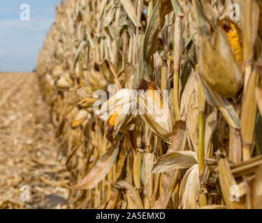 Mature ear of corn drying on cornstalk. Husk open exposing golden yellow kernels on cob. Sunny fall day during Midwest harvest season Stock Photo