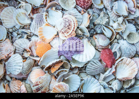 Sea shells. Different size and variety. Store for sale. Stack way. Stock Photo