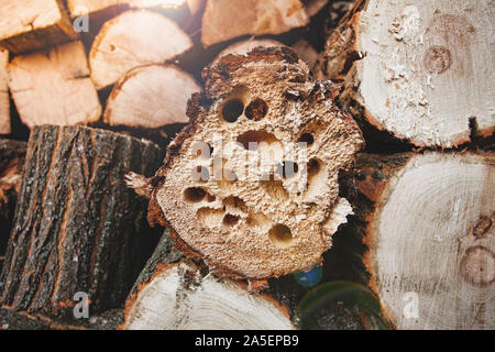 Firewood in holes from beetles.  Stock Photo