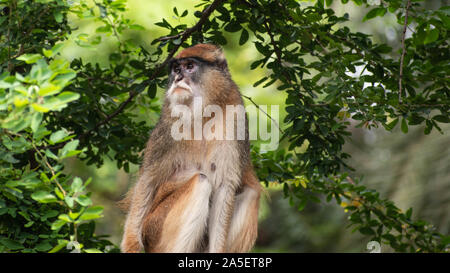 A Patas Monkey on a Tree Stock Photo
