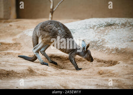 Funny adult gray kangaroo stands on its hind legs on a yellow stone in cloudy weather in winter Stock Photo