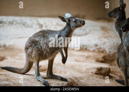 Funny adult gray kangaroo stands on its hind legs on a yellow stone in cloudy weather in winter Stock Photo
