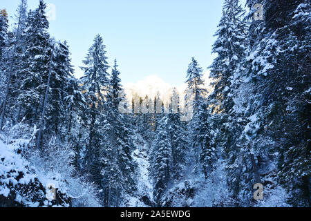 the winter season begins with a heavy snowfall Stock Photo
