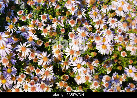 Delicate autumn Ukrainian undersized flowers that always bloom in September. Bright and colorful bush with large purple flowers, Symphyotrichum novi-b Stock Photo