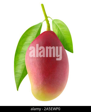 Isolated mango. One purple mango fruit hanging on a branch isolated on white background with clipping path Stock Photo