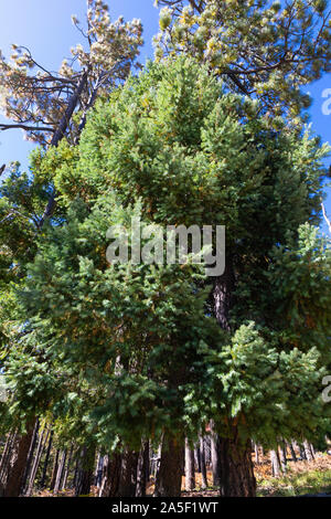 Pine trees against blue sky, Arizona, USA Stock Photo