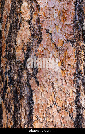 Ponderosa pine bark macro, Santa Catalina Mountains, Tucson, Arizona Stock Photo