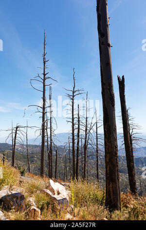 Remains of a forest years after a devestating fire. Mt. Lemmon, Catalina Mountains, Tucson, Arizona, USA Stock Photo