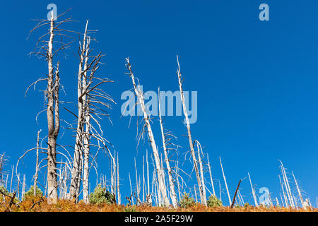Tree skeletons against a stark blue sky, Arizona, USA Stock Photo