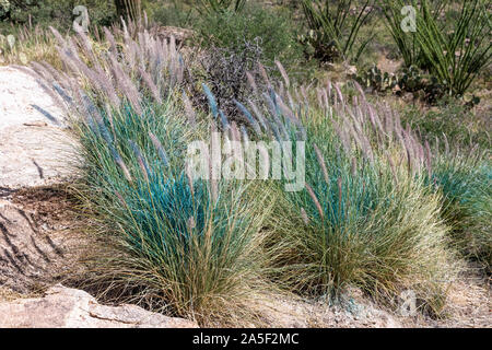 Buffelgrass after being sprayed with glyphosate, Redington Pass, Tucson, Arizona Stock Photo