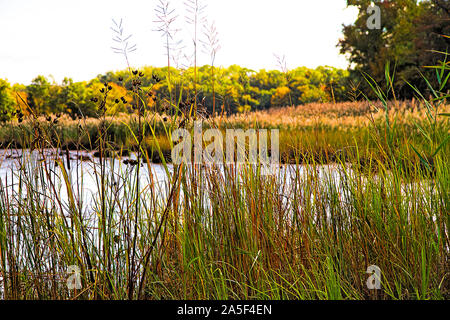 Scenic image in fall season of small pond surrounded by tall grasses Stock Photo