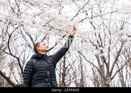 Tokyo, Japan Yoyogi park with young tourist man reaching touching sakura flowers under cherry blossom tree Stock Photo