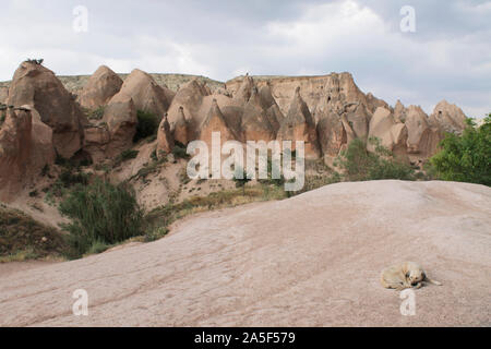 Sleeping dog at Goreme in Cappadocia, in Nevsehir Province in Central Anatolia. Wonderful background with rocky mountains and green trees Stock Photo