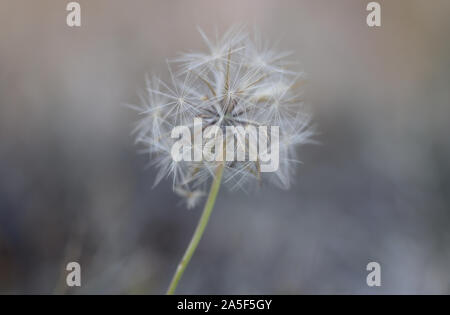Dandelion seeds Stock Photo