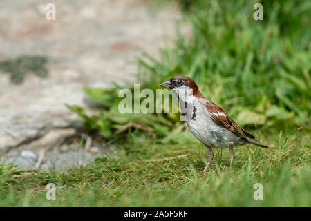 A male house sparrow (Passer domesticus) looking for food, green meadow in summer