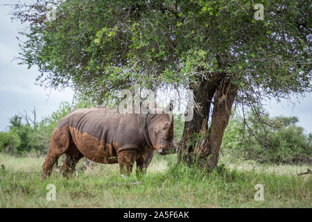 Southern white rhinoceros in green savannah in Hlane royal National park, Swaziland ; Specie Ceratotherium simum simum family of Rhinocerotidae Stock Photo