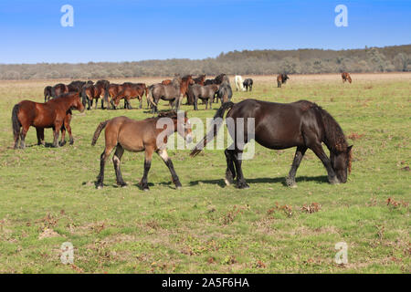 Grazing horses herd in a meadow, grazing in horse farm Stock Photo