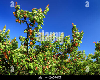 Apricot tree with the sky in the background Stock Photo