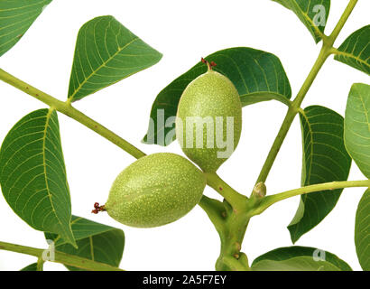 Nuts in the spring isolated on white background Stock Photo