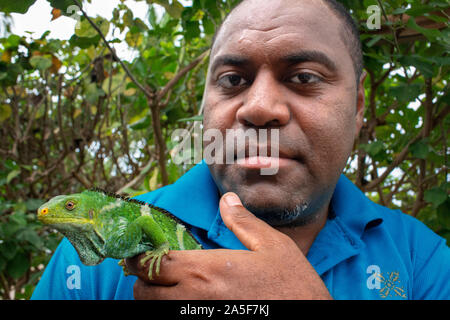 Person who takes care of Endangered Fiji crested iguana (Brachylophus vitiensis) Fiji banded iguana (Brachylophus fasciatus) at Malolo Island Mamanuca Stock Photo