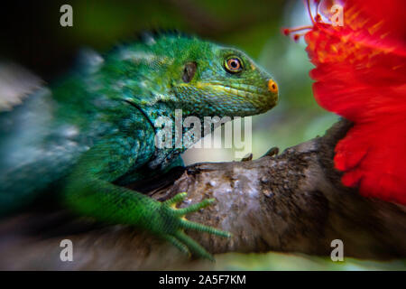 Endangered Fiji crested iguana (Brachylophus vitiensis) Fiji banded iguana (Brachylophus fasciatus) at Malolo Island Mamanucas island group Fiji Stock Photo