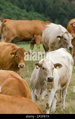 Bos taurus, Cattle on a pasture in the countryside in Germany Stock Photo