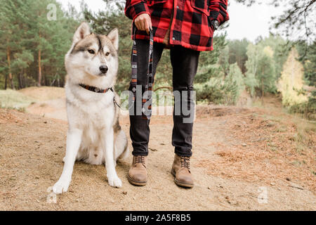 Purebred husky dog sitting on forest road and looking straight while his owner standing near by during chill in rural environment Stock Photo