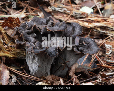 Craterellus cornucopioides edible mushrooms plants growing in nature. Aka Horn of plenty, black chanterelle, black trumpet etc. Stock Photo