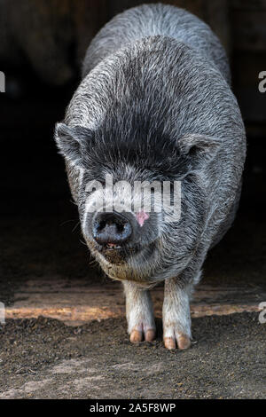 Asian domestic pigs. Fat Vietnamese pig in pigsty. Selective focus. Young big fat pig close up Stock Photo