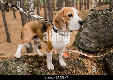 Cute purebred beagle puppy with decorative handmade collar and leash chilling with owner in the forest Stock Photo