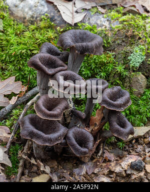 Craterellus cornucopioides edible mushrooms growing in nature. Aka Horn of plenty, black chanterelle, black trumpet etc. Stock Photo
