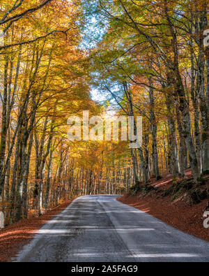 Foliage in autumn season at Forca d'Acero, in the Abruzzo and Molise National Park. Italy. Stock Photo